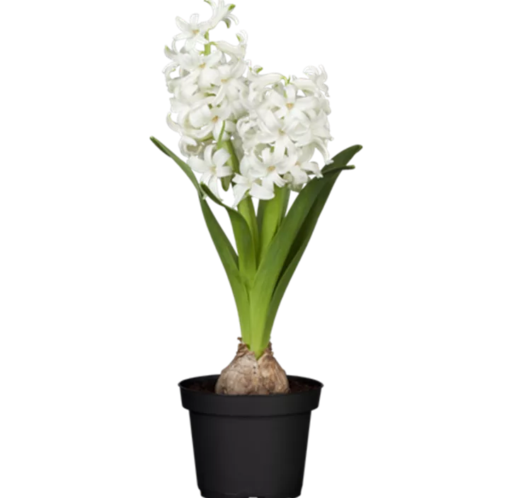 Hyazinthe 'White Pearl'