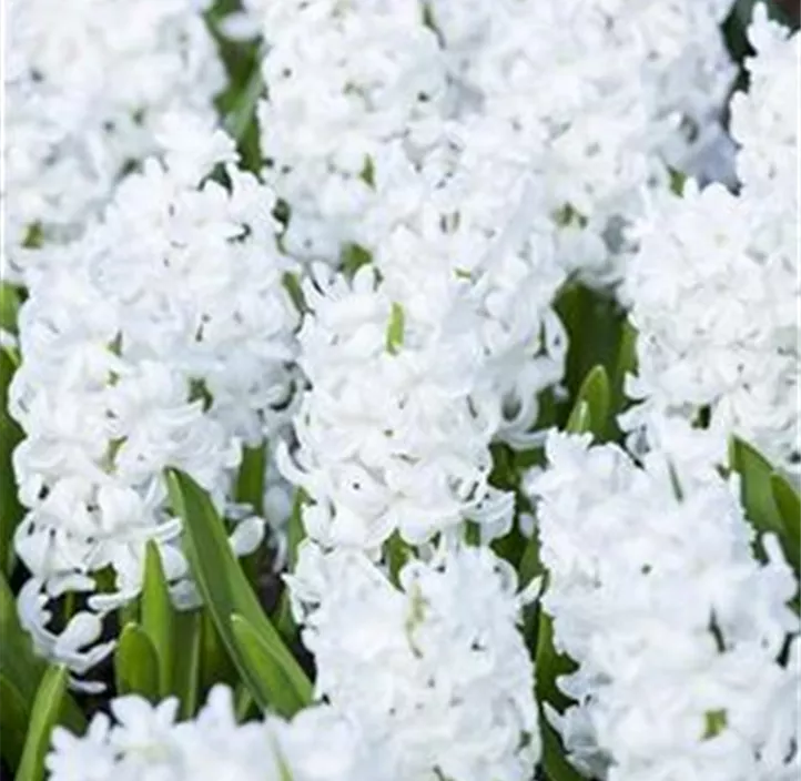 Hyazinthe 'White Pearl'