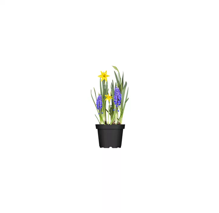 Zwiebel Arrangement