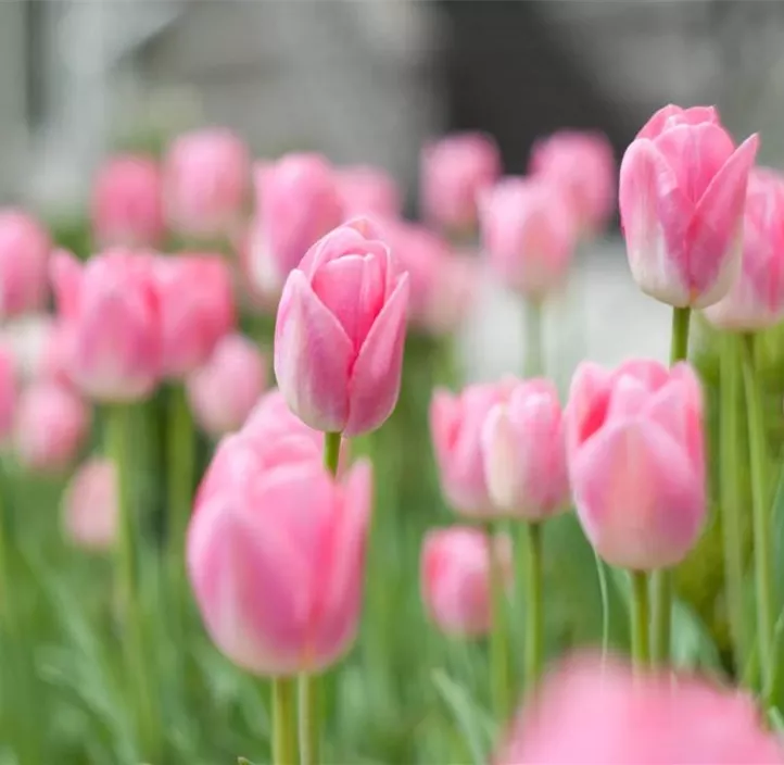 Tulpe Fairline