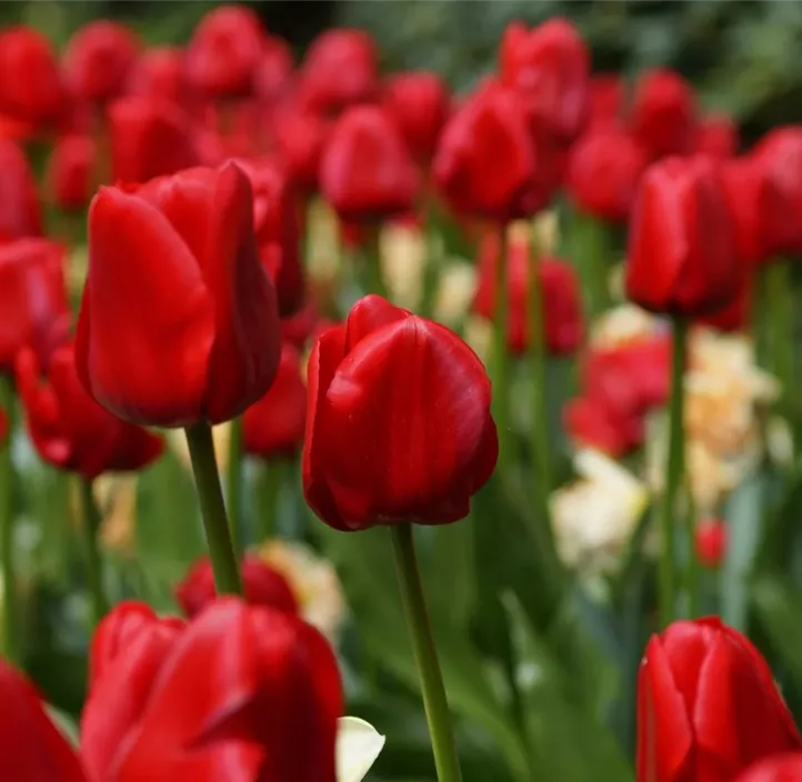 Tulpe