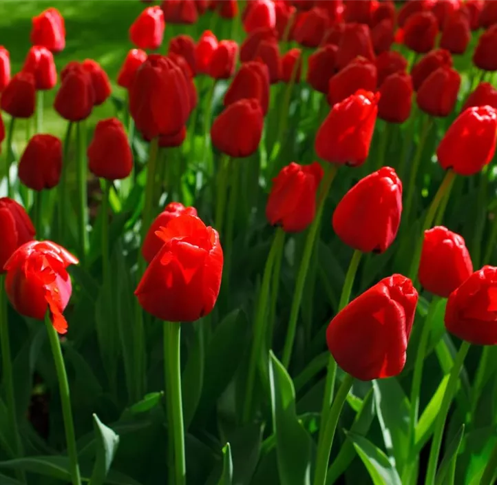 Tulpe