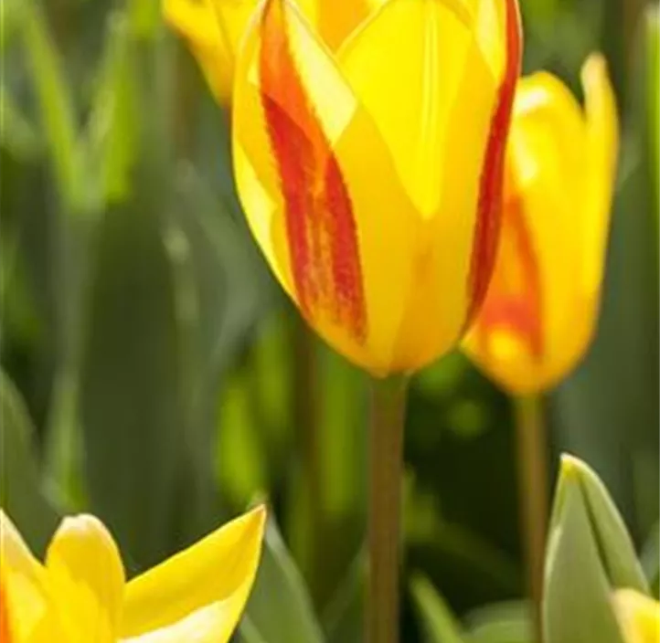 Tulpe Outbreak