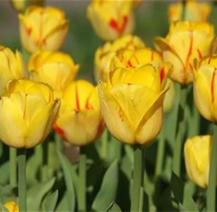 Tulpe Outbreak