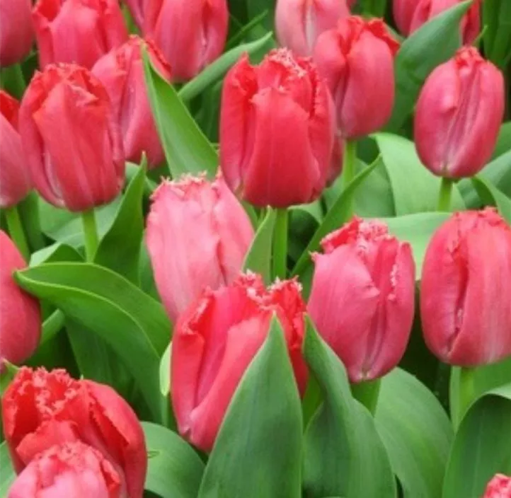 Tulpe Split