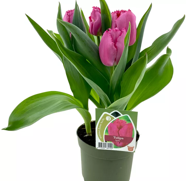 Tulpe Split