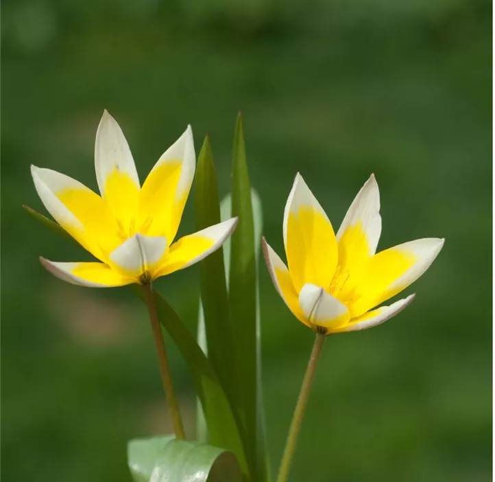 Wild-Tulpe 'Dasystemon'