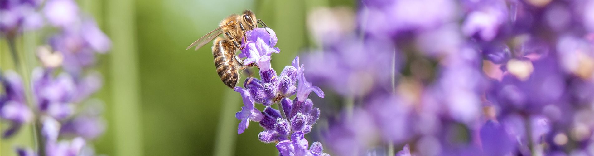 Lavendel mit Biene