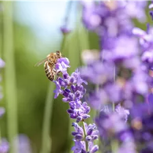 Lavendel
