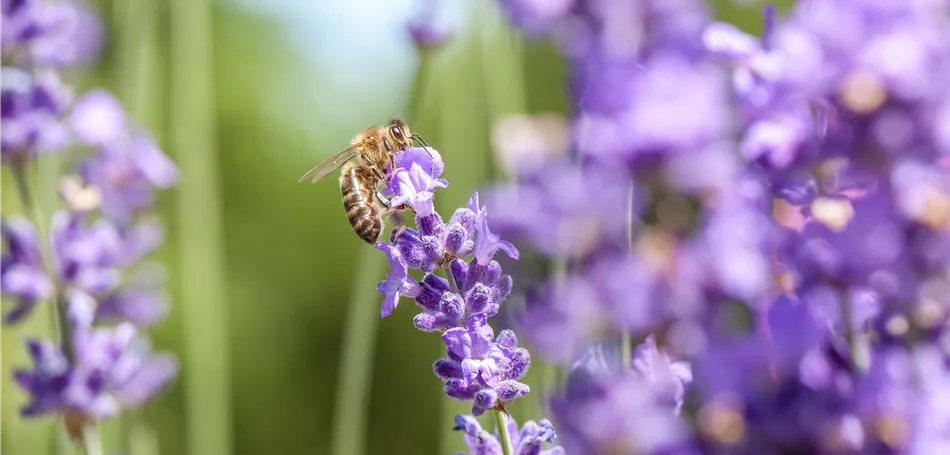 Bee Happy Bee Happy
