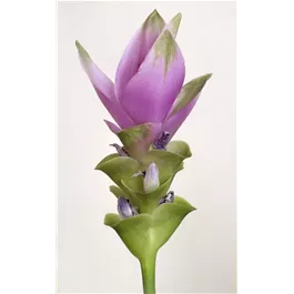 Curcuma longa Premium