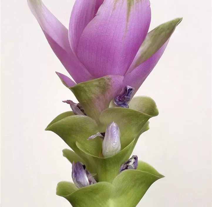 Gelbwurzel Gelbwurzel