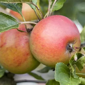 Malus domestica Suncats