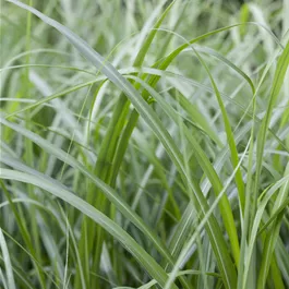 Miscanthus Miscanthus