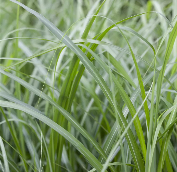 Miscanthus