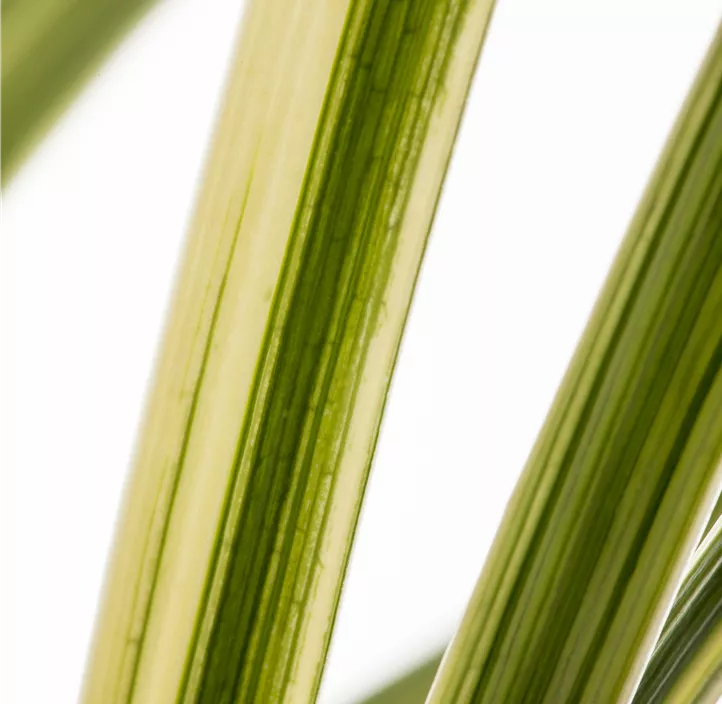 Miscanthus