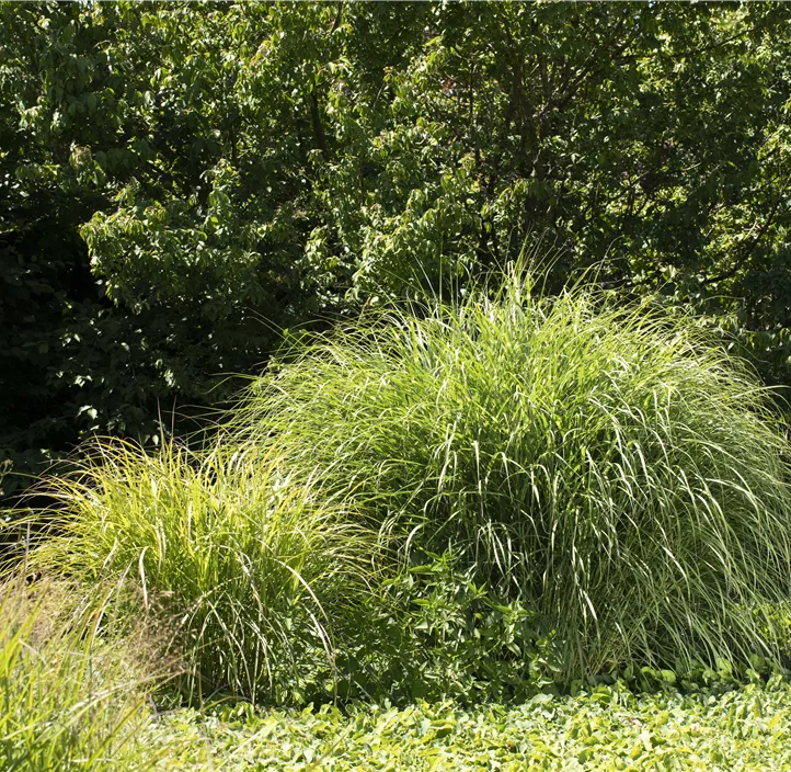 Miscanthus