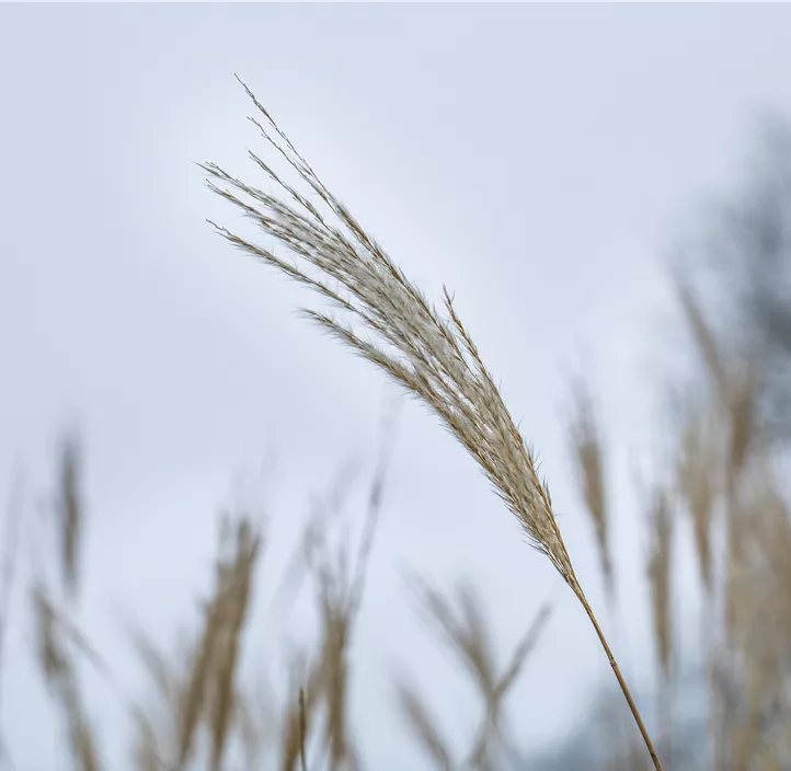 Miscanthus