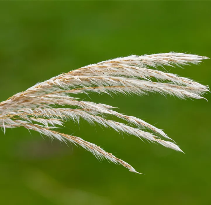 Miscanthus