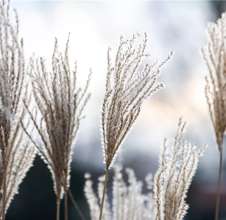 Miscanthus