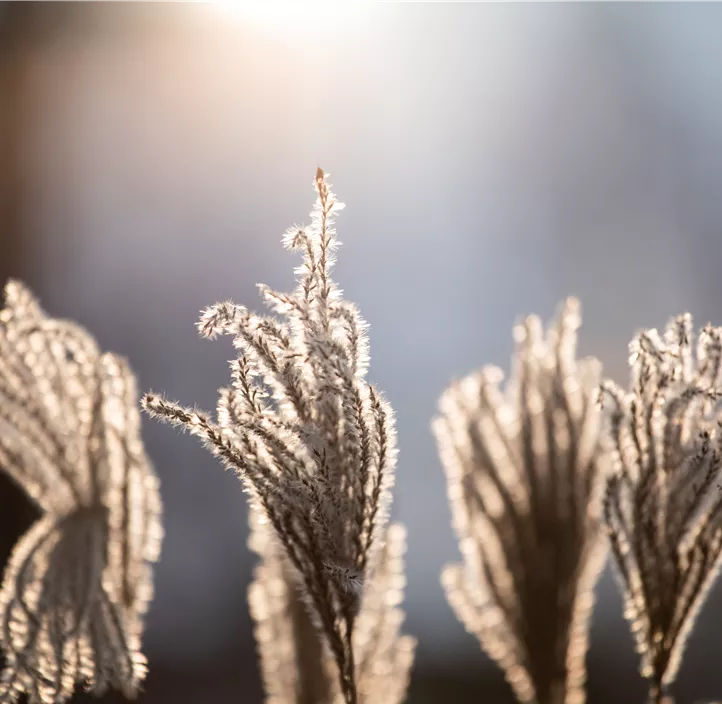 Miscanthus