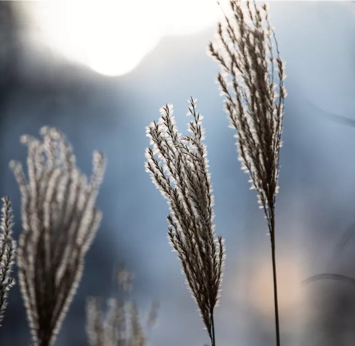 Miscanthus