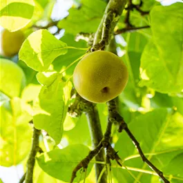 Pyrus pyrifolia