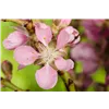 bellaflora Gartencenter GmbH