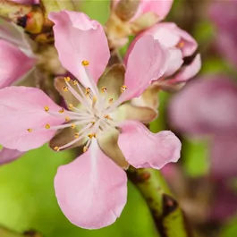 Prunus dulcis Stamm