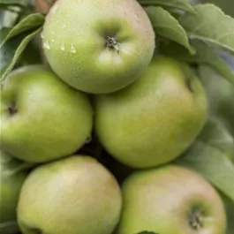 Malus domestica Greencats