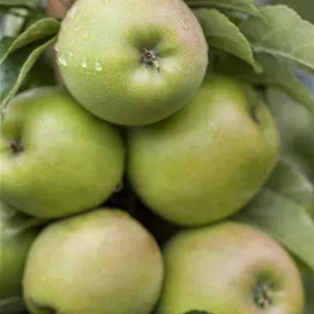 Malus domestica Greencats Malus domestica Greencats