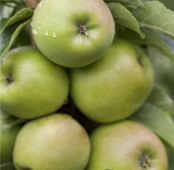 Säulenapfel 'Greencats'® Säulenapfel 'Greencats'®