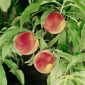 Prunus persica Prunus persica