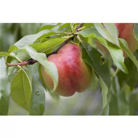 Prunus persica Independence Prunus persica Independence