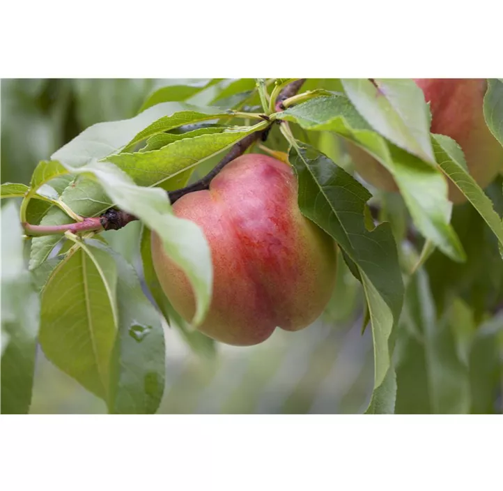 Nektarine 'Independence' Nektarine 'Independence'