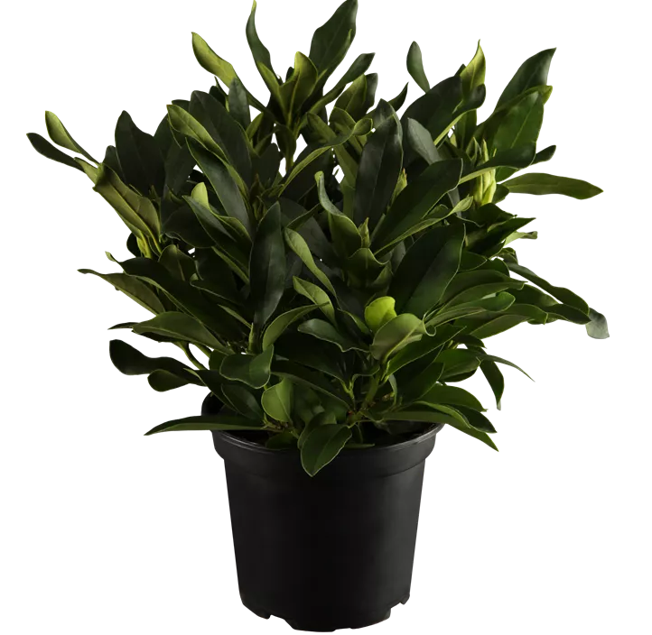 Rhododendron 'Cunningham's White' Rhododendron 'Cunningham's White'