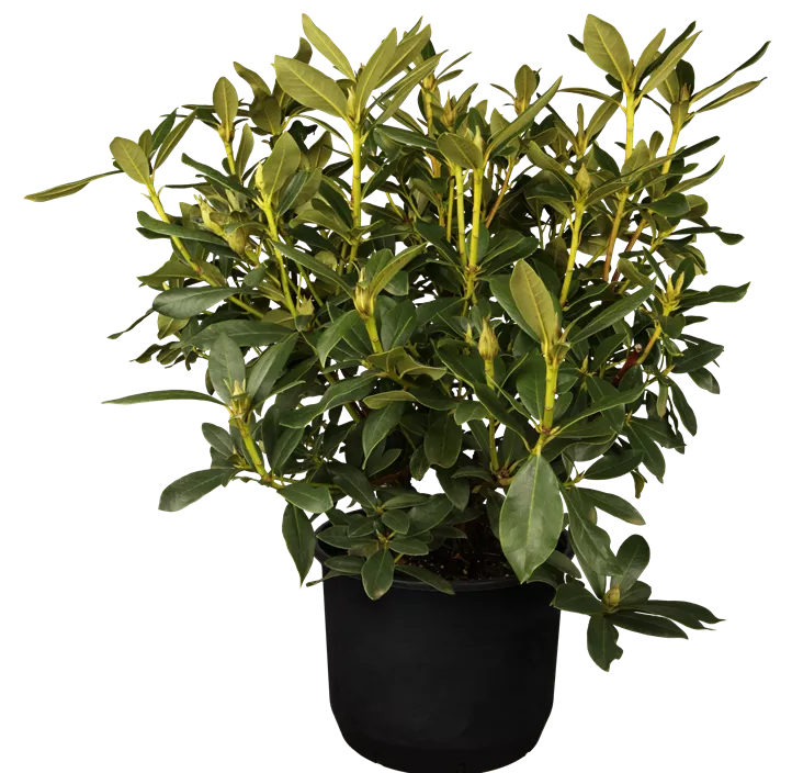 Rhododendron 'Cunningham's White' Rhododendron 'Cunningham's White'