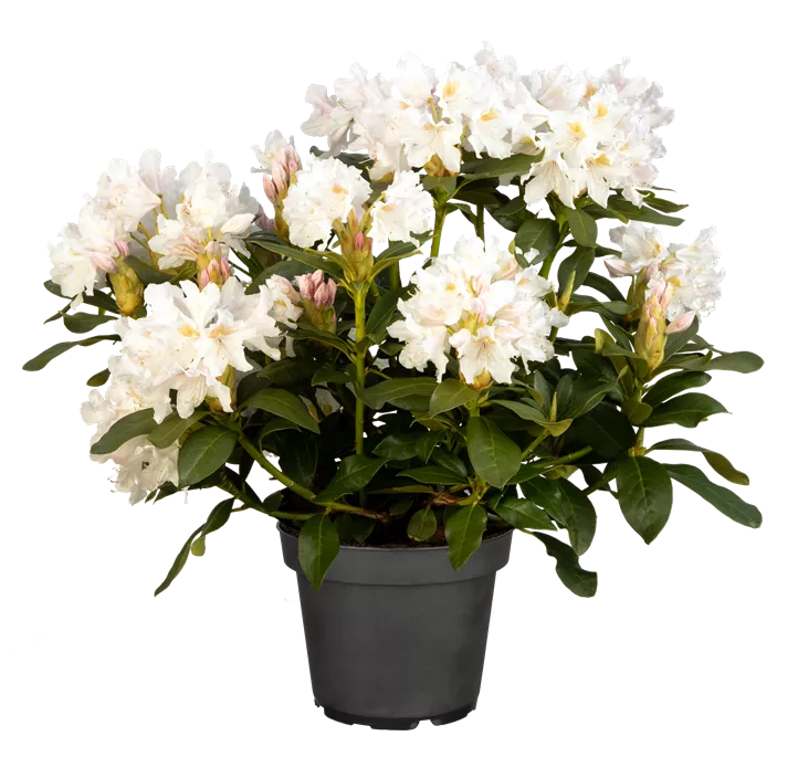 Rhododendron 'Cunningham's White' Rhododendron 'Cunningham's White'