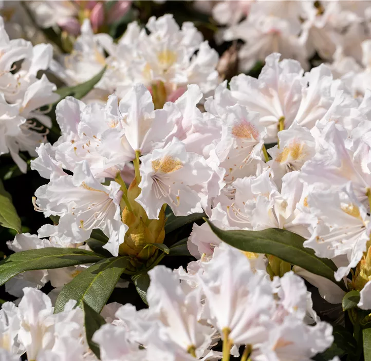 Rhododendron 'Cunningham's White' Rhododendron 'Cunningham's White'