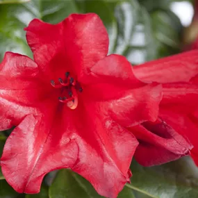 Rhododendron Hybride 'Elizabeth Red' sense