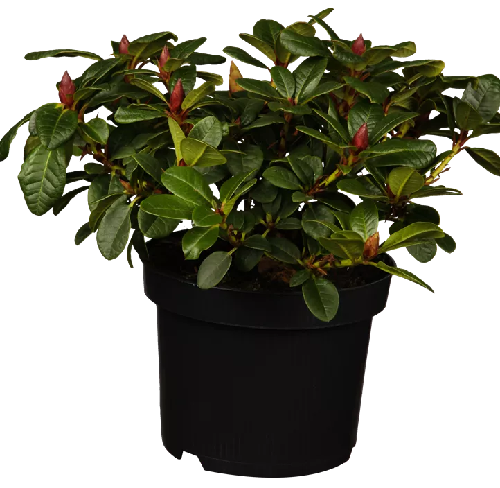 Zwergrhododendron 'Scarlet Wonder'