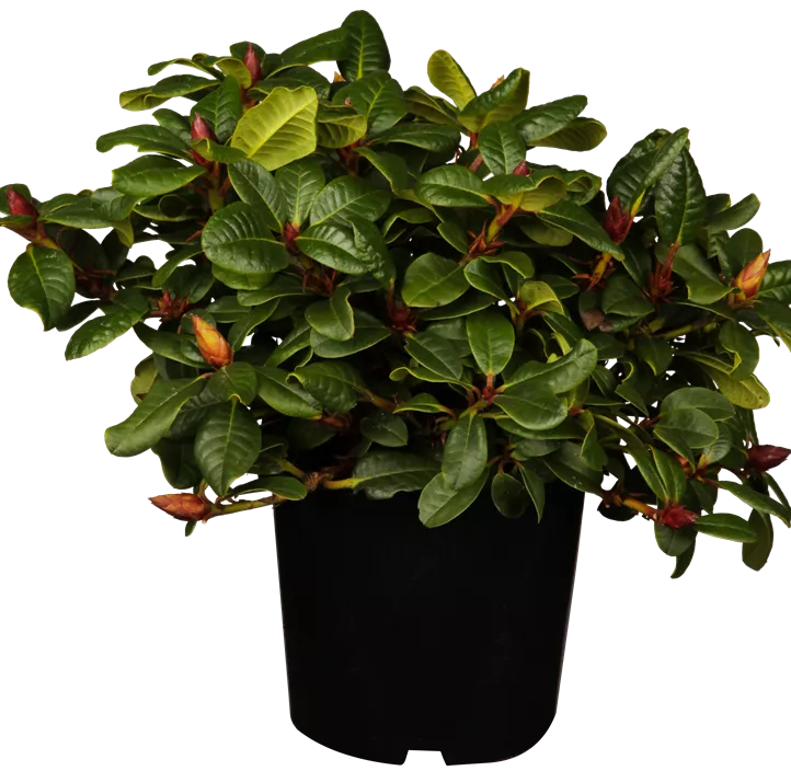 Zwergrhododendron 'Scarlet Wonder'