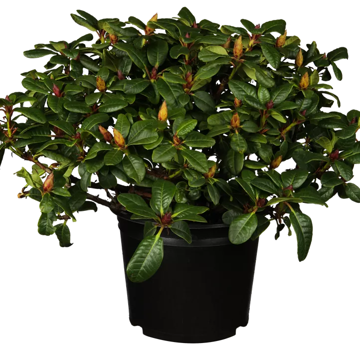 Zwergrhododendron 'Scarlet Wonder'