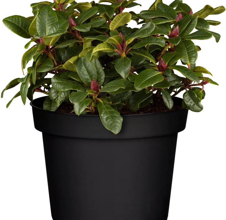 Zwergrhododendron 'Scarlet Wonder'