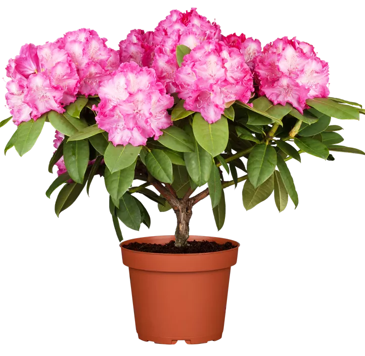 Rhododendron-Hybride 'Germania'®