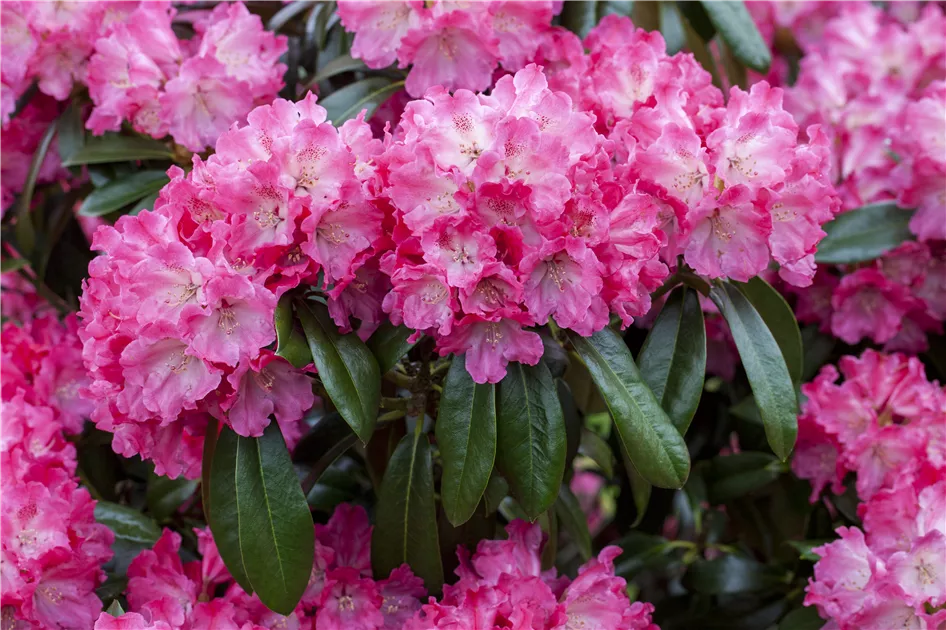 Rhododendron Germania, Rhododendron-Hybride 'Germania' - Bellaflora
