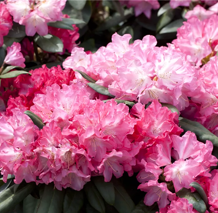 Rhododendron 'Anuschka'