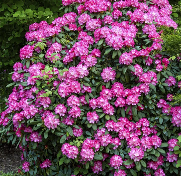 Rhododendron 'Anuschka'