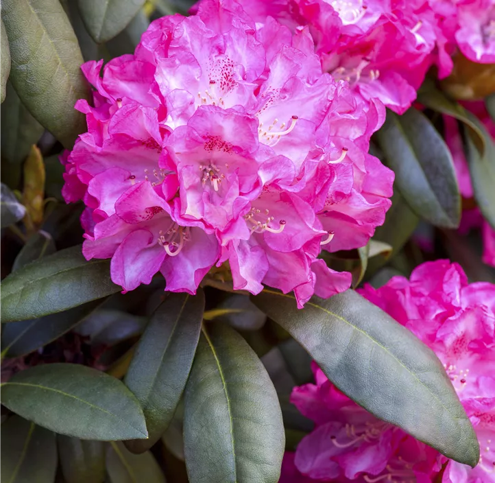 Rhododendron 'Anuschka'