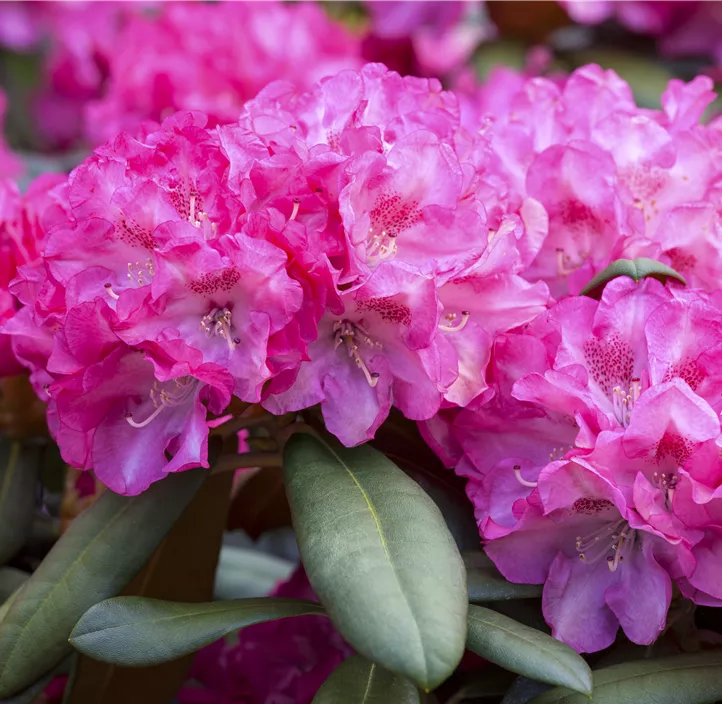 Rhododendron 'Anuschka'
